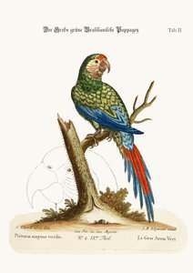 El gran guacamayo verde, 1749-73